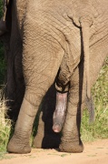 elephant (13)